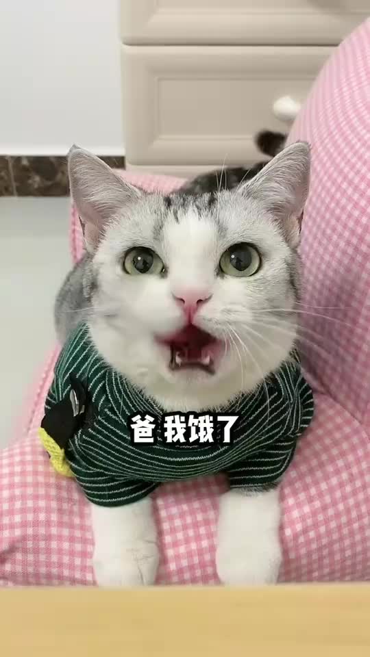 李哈哈我就吃个核桃,你是不是有点过分了
