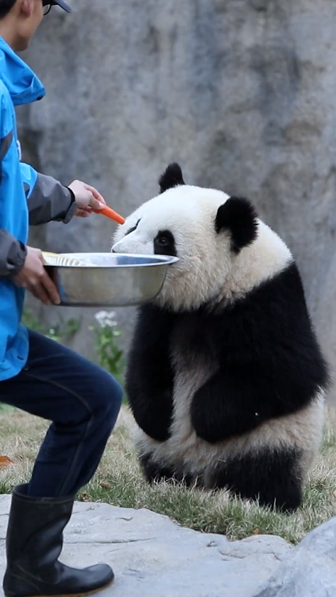 熊猫站起来有多可爱
