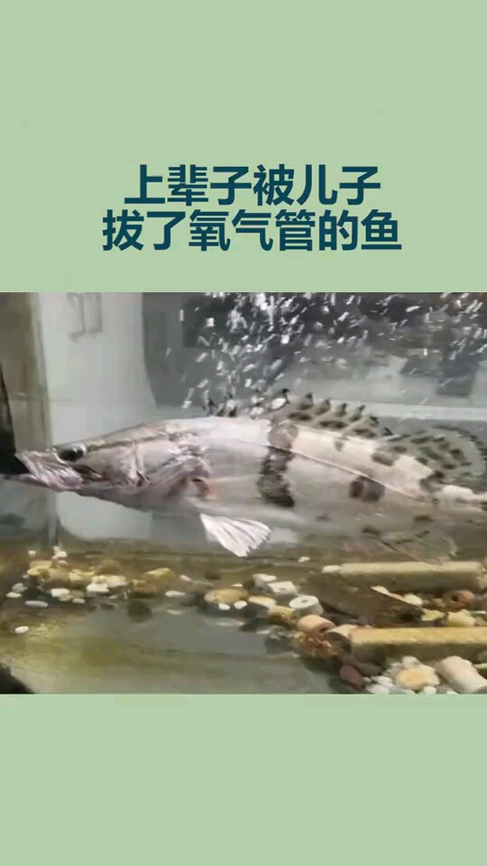 上辈子被儿子拔了氧气管的鱼