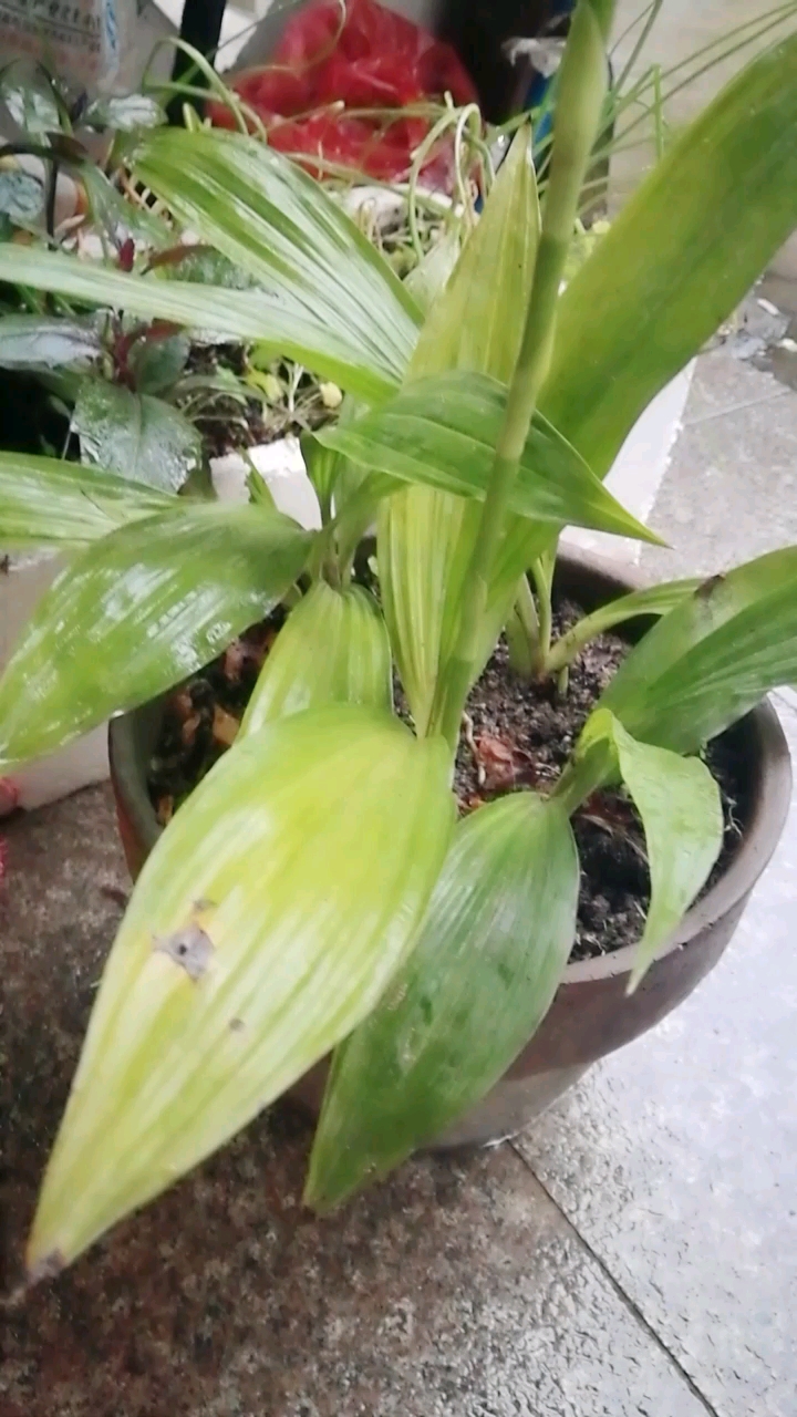含苞欲放的鹤顶红
