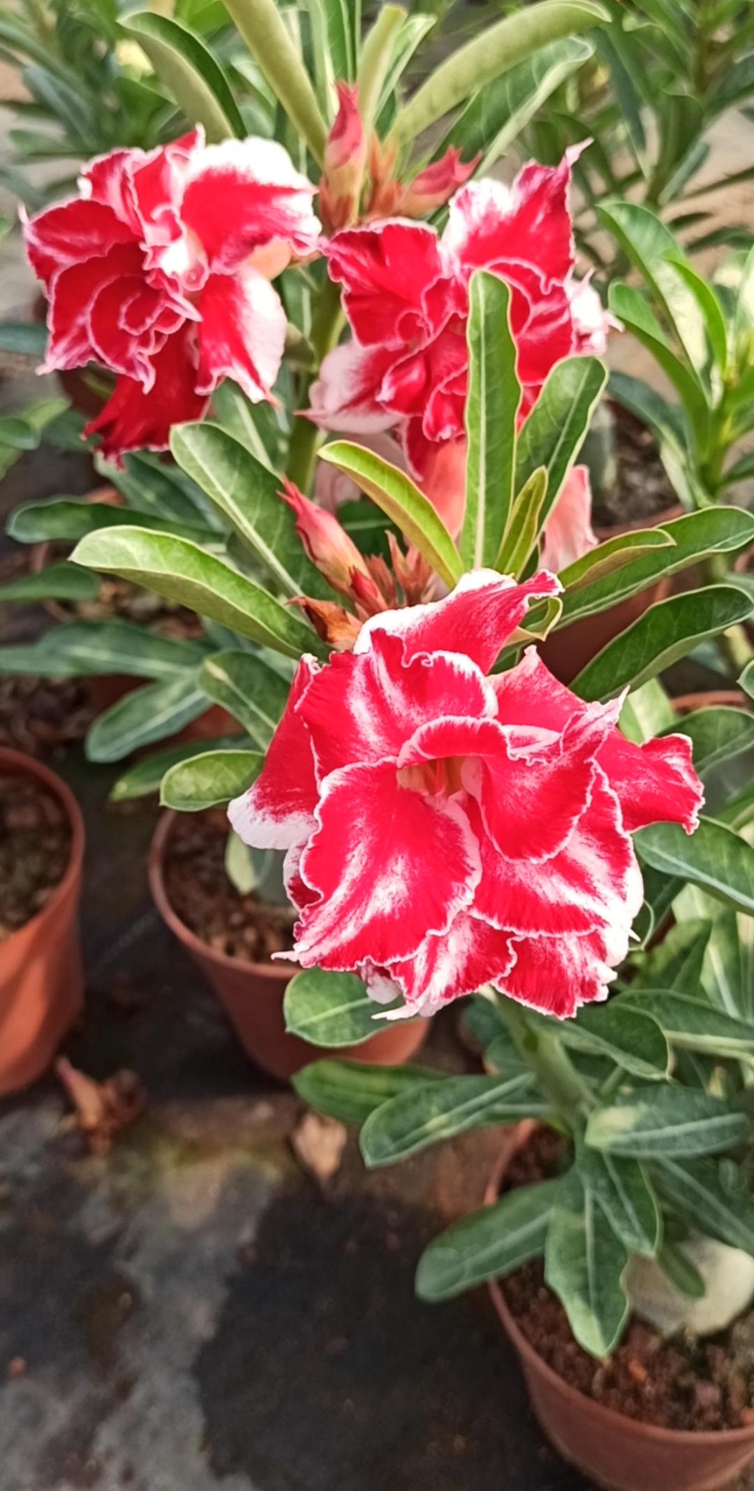 镜头里的秋天#美美的沙漠玫瑰新花色--唐三彩