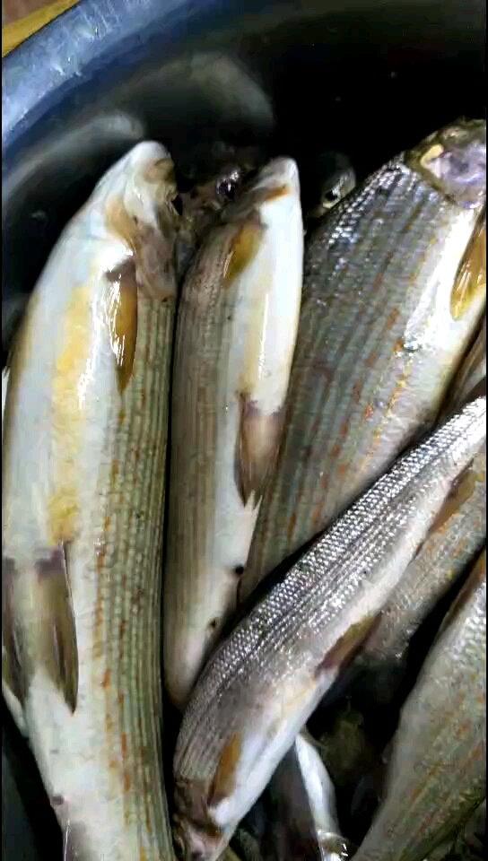 冷水华子鱼,定斤的.