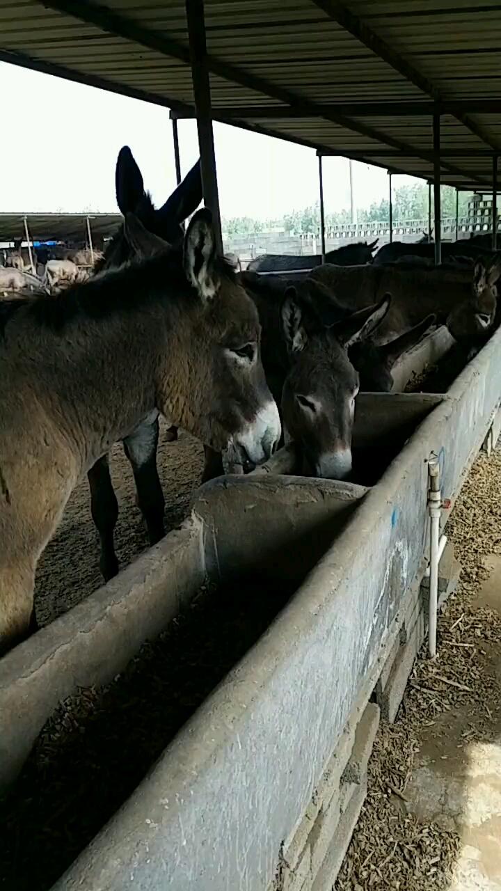 驴儿们又开饭了看它们吃的多开心真是幸福!