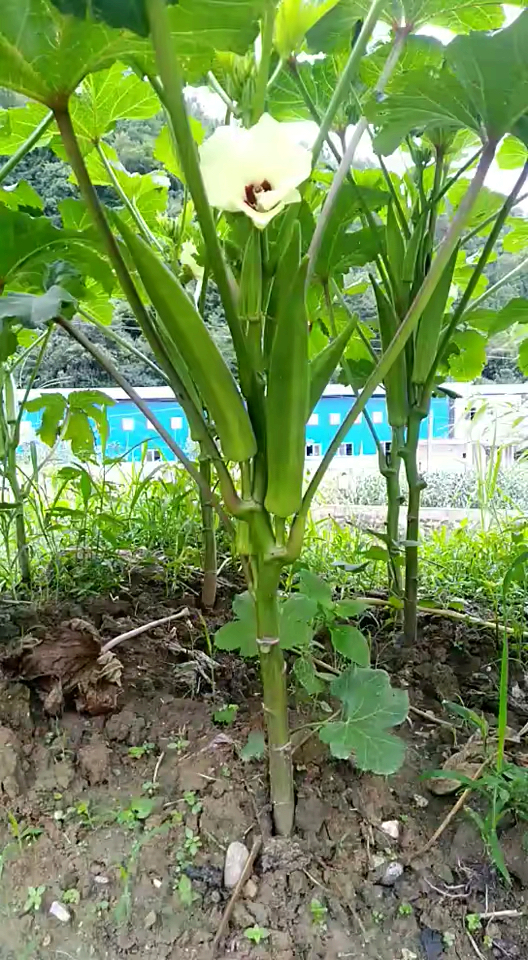 音为有你#秋葵的样子