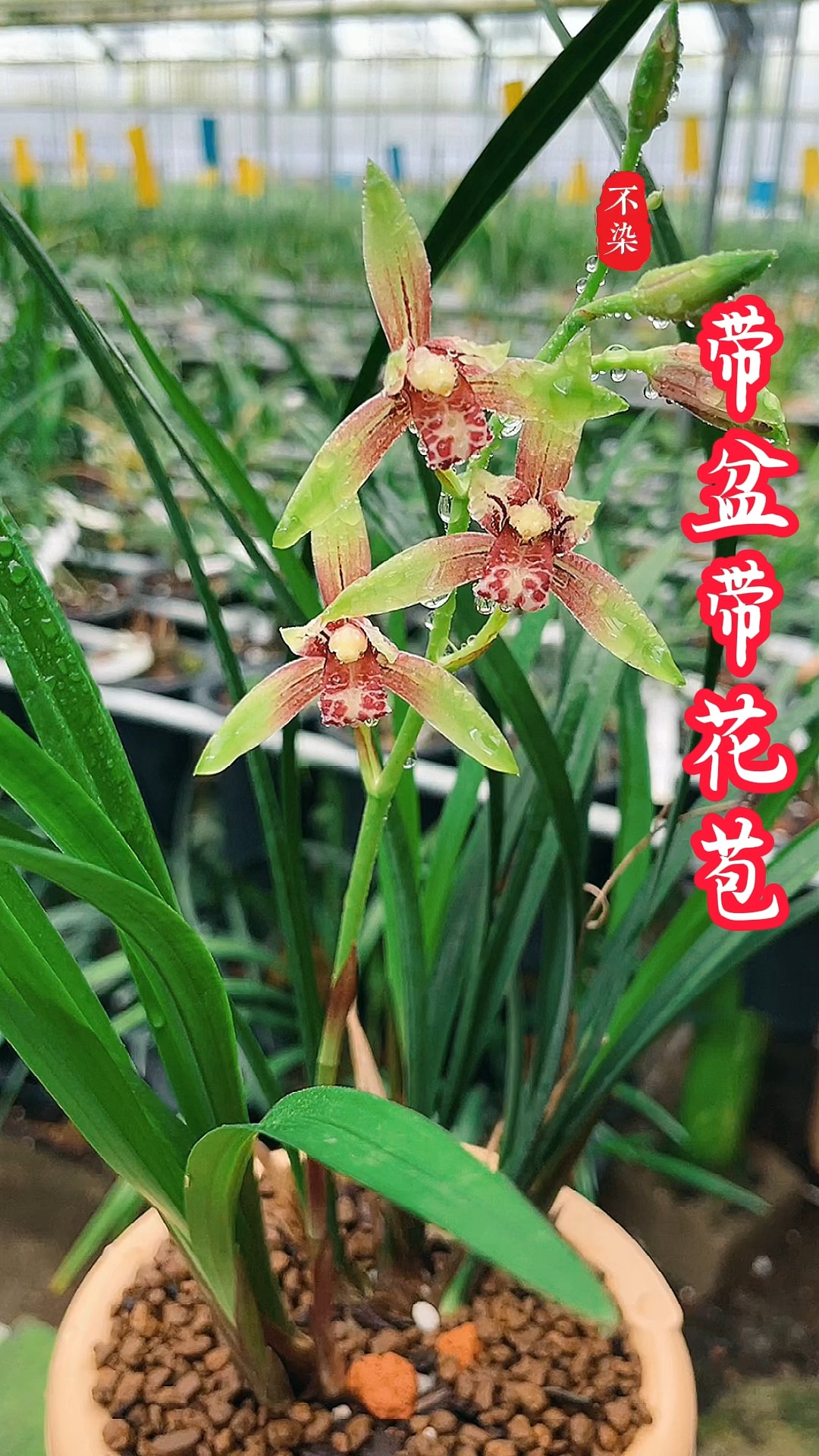 兰花#建兰逸红双娇,带花苞-度小视