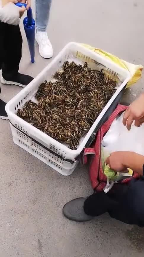 小伙摆摊卖鸡仔,大家觉得这个商机怎么样