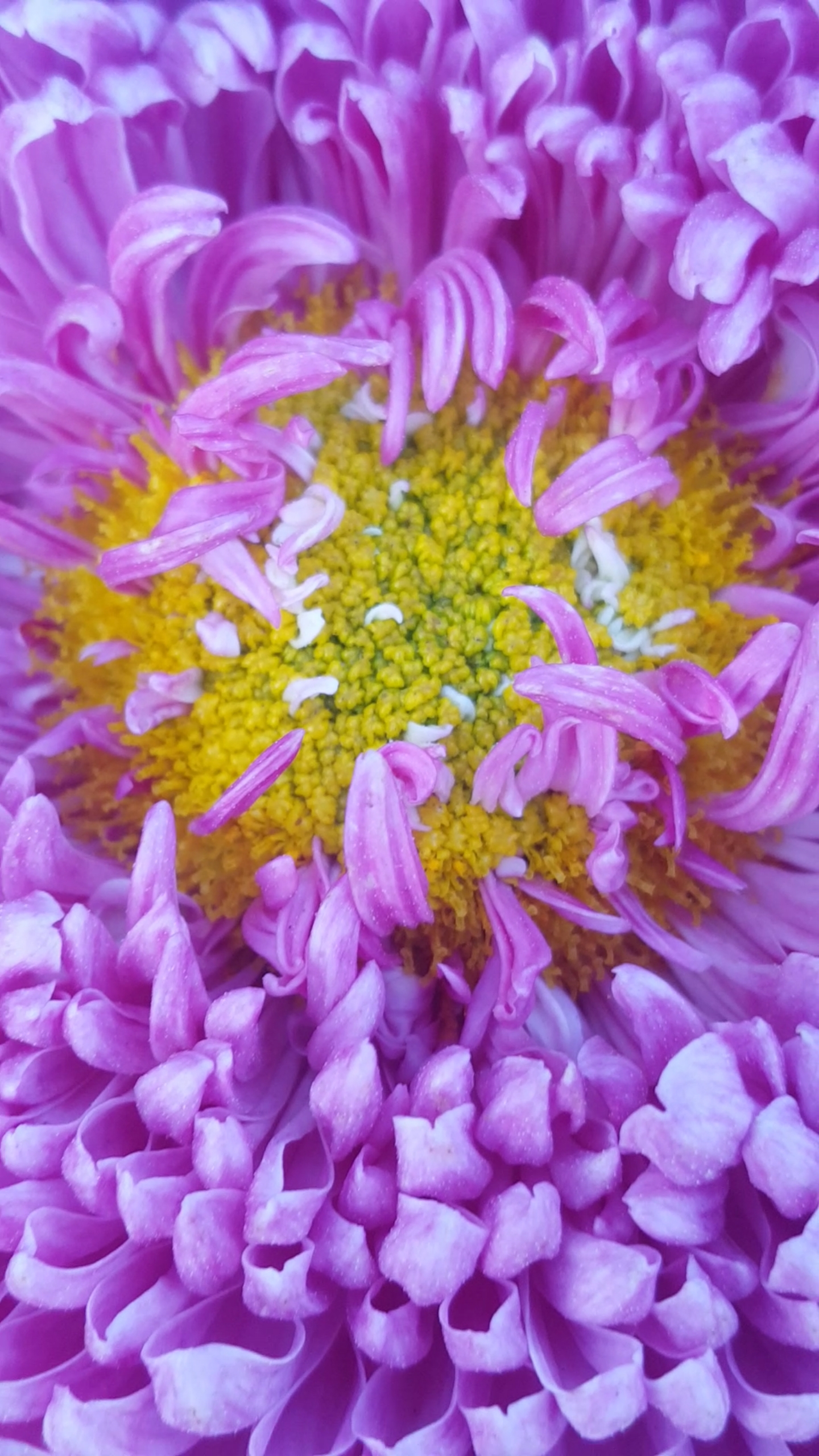 最美最漂亮的粉色大菊花,美翻了