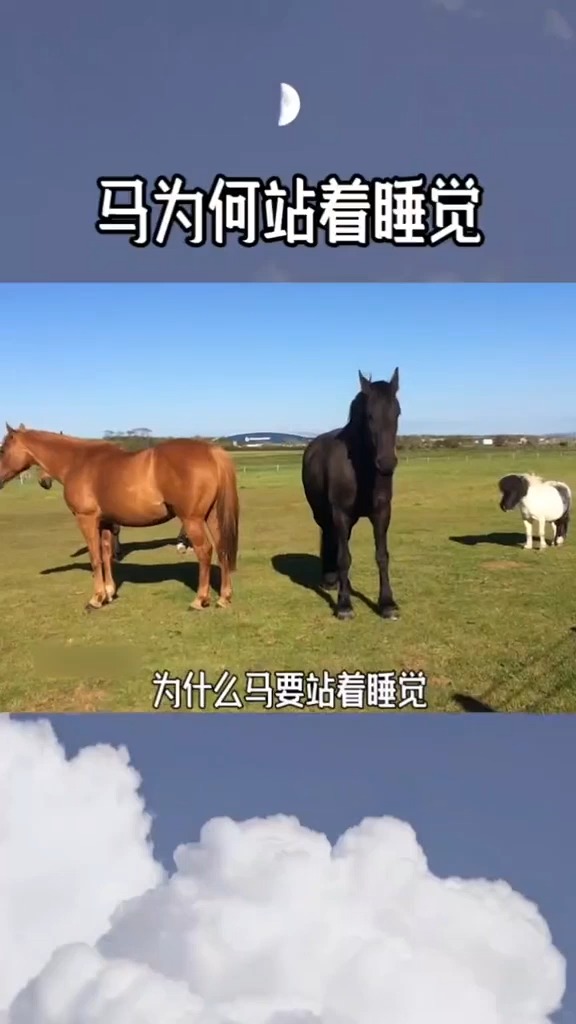 奇闻趣事抢先看#马为什么要站着睡觉