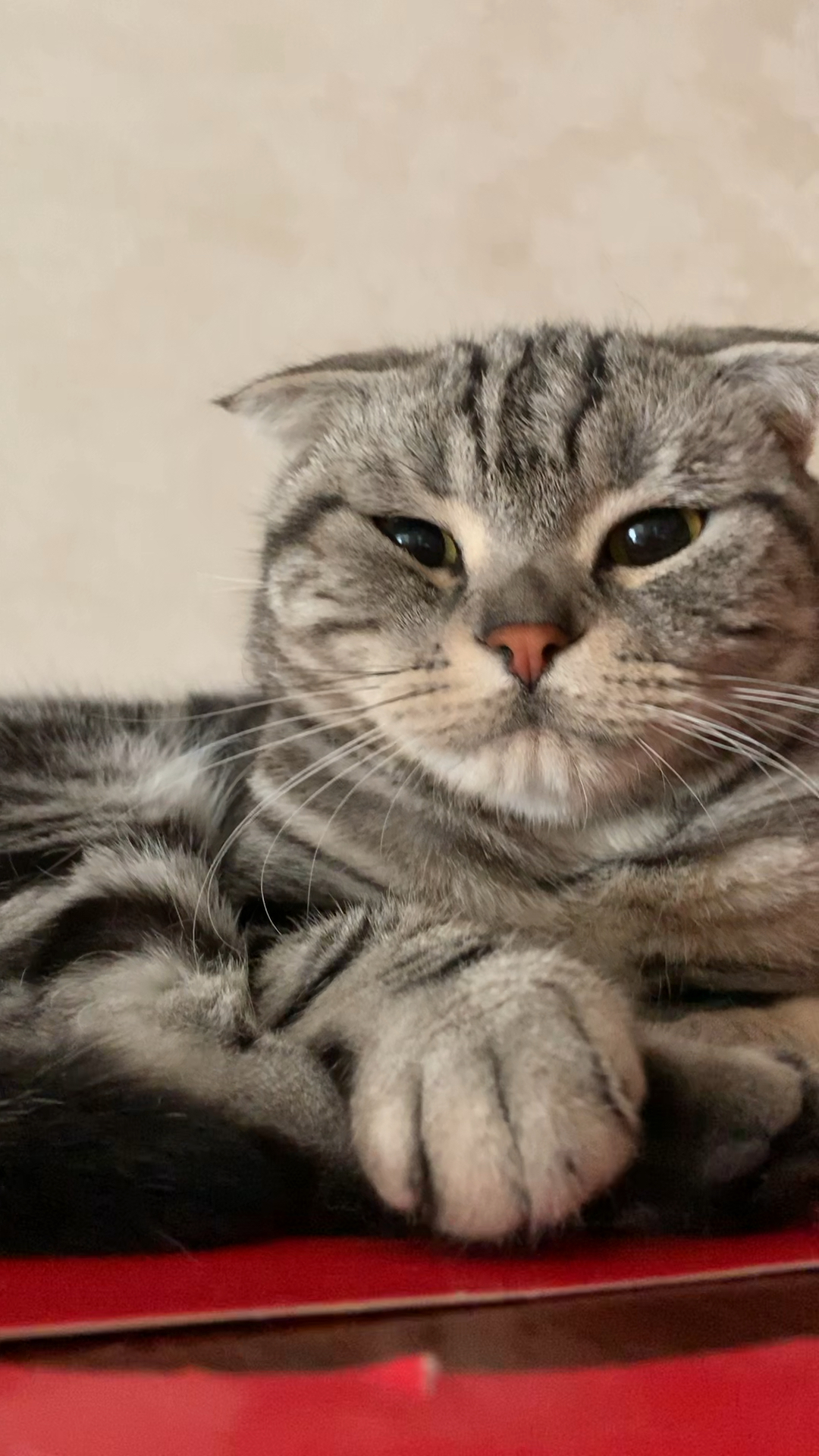 我家萌宠成精了#一只稳如泰山的猫