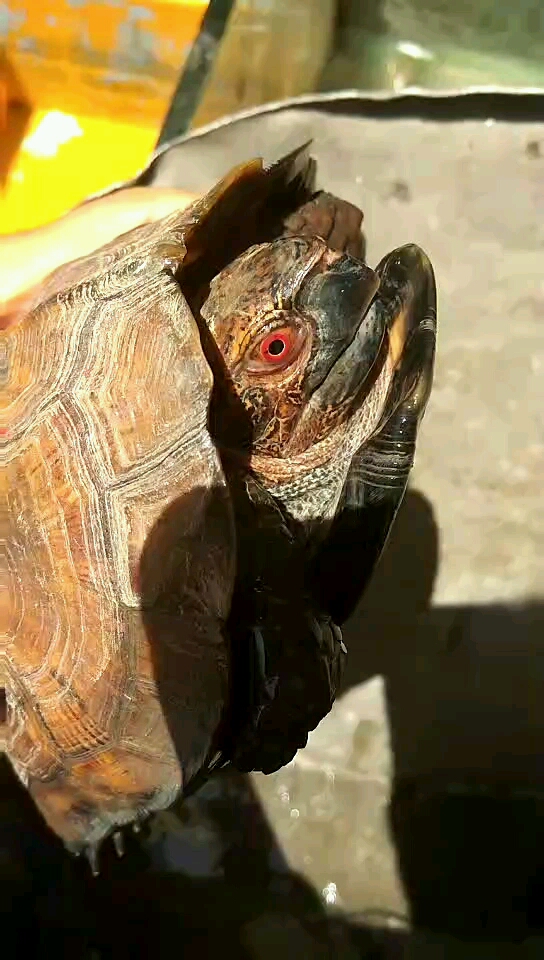 巴西龟红眼病初期图片图片