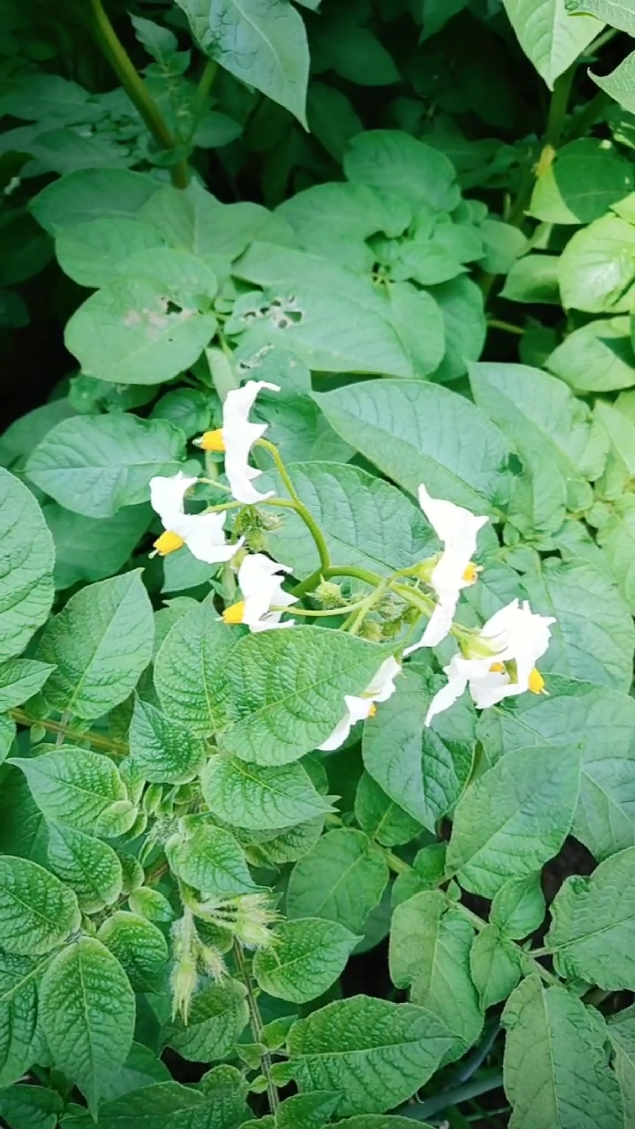 我们家小区的土豆秧.