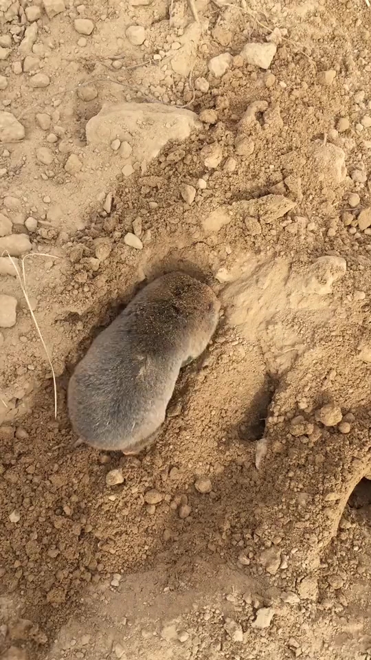 今天就让你们见一回,龙生龙凤生凤老鼠的儿子会打洞.