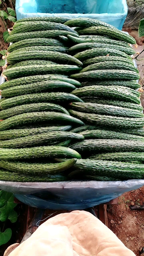 看看这根瓜咋样