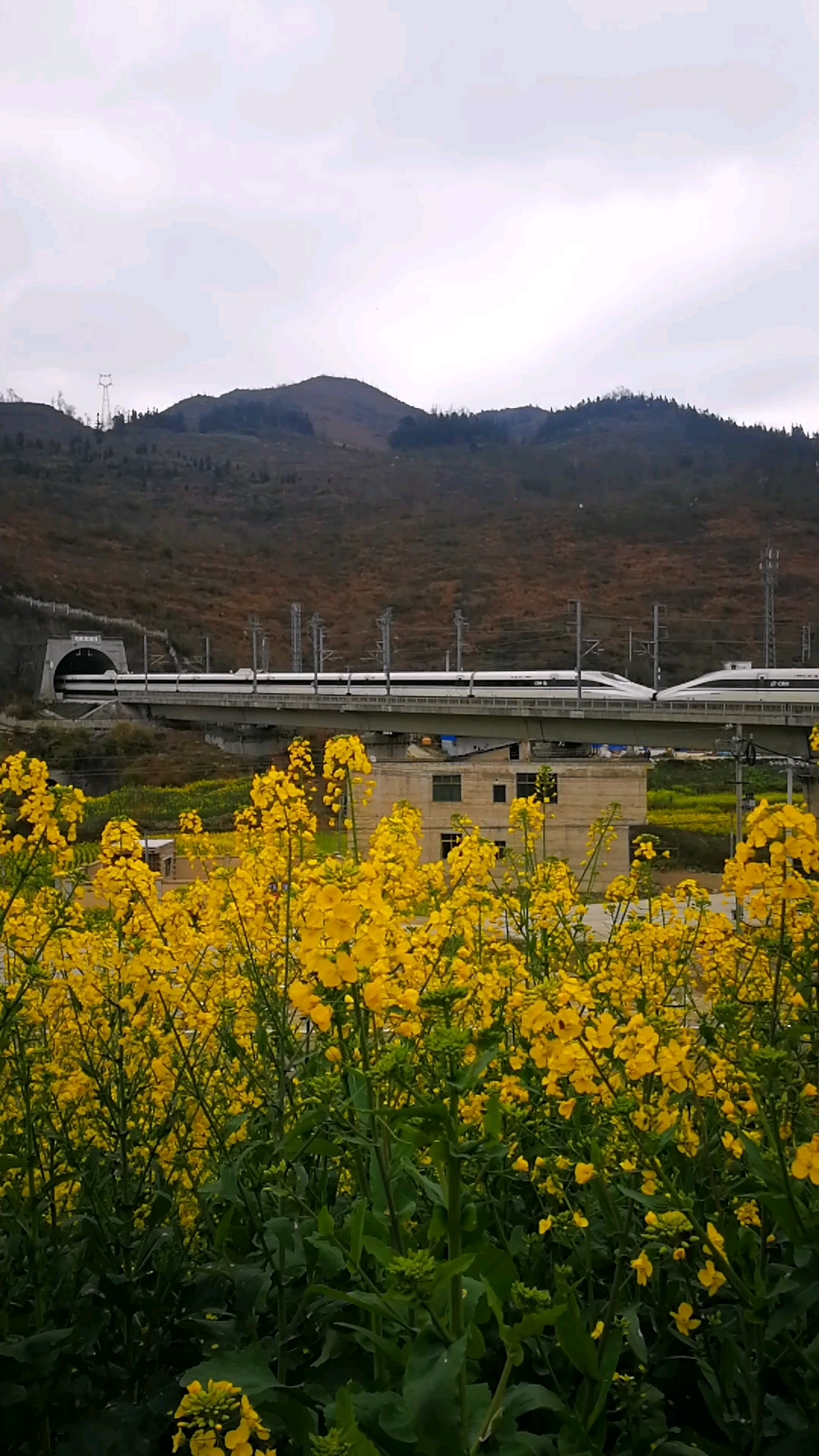 高铁穿过贵州山区油菜花开时节