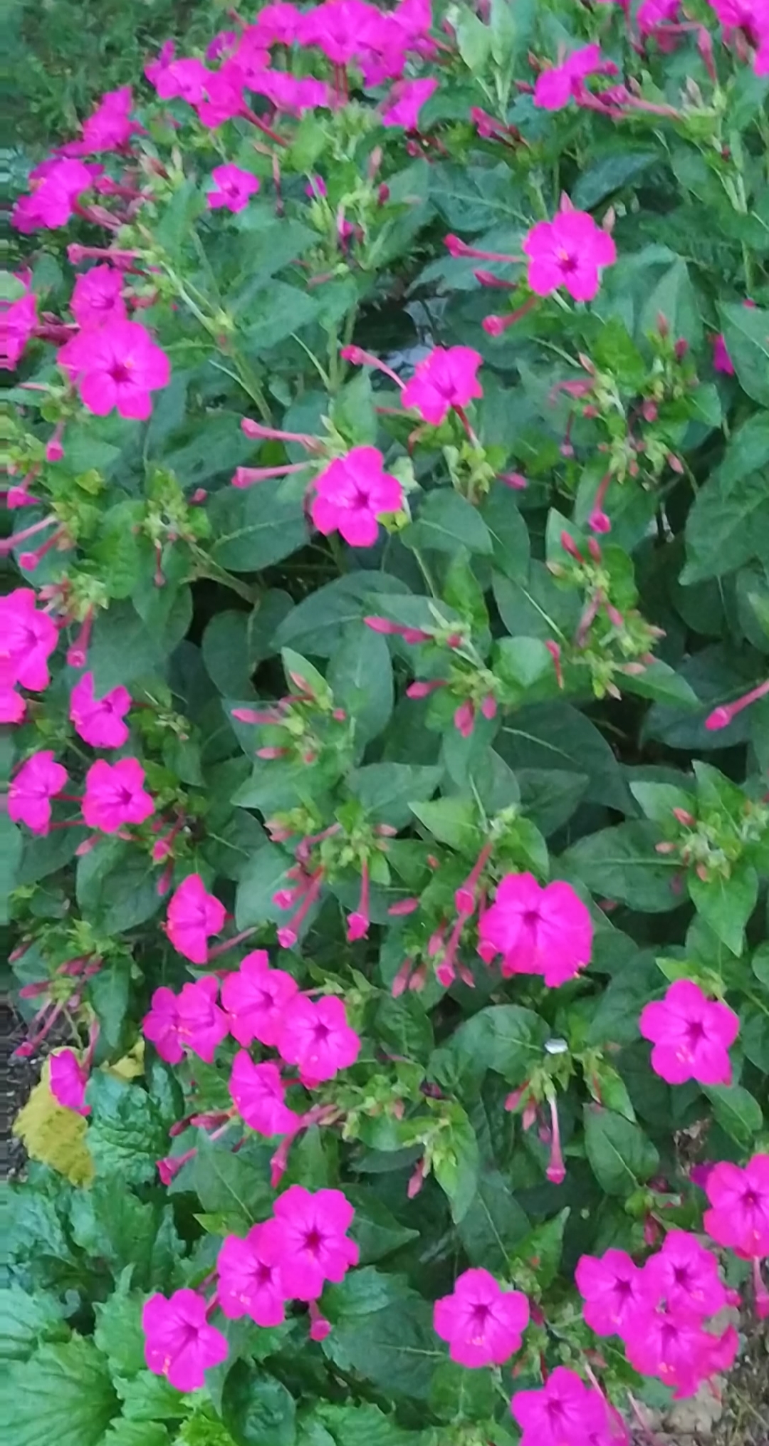 花开半夏,紫茉一览