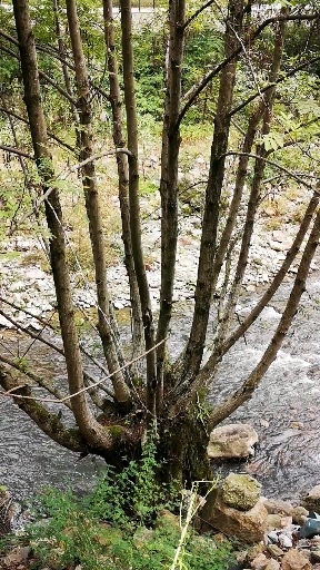 音为有你#五指树