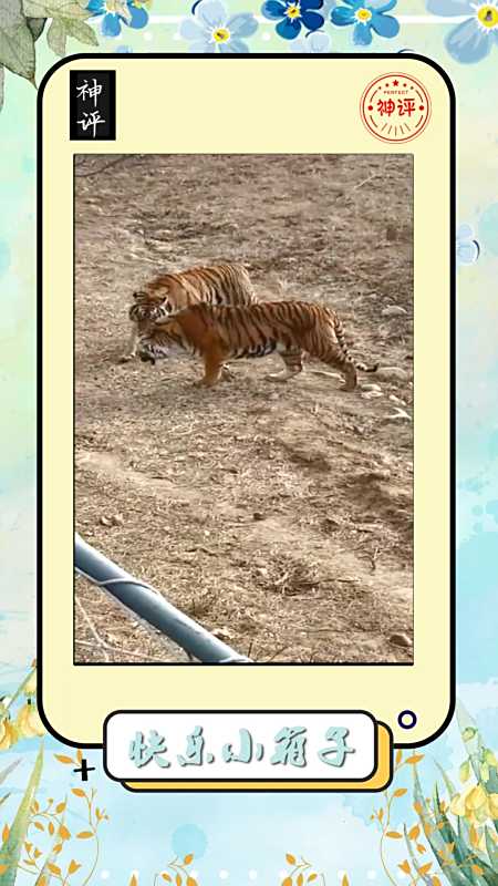 搞笑#老虎这玩意是真的好斗一言不合就要开干这是有多大的仇啊