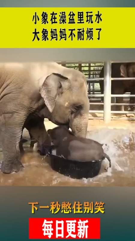 小象在澡盆里玩水大象妈妈不耐烦了下一秒憋住别笑