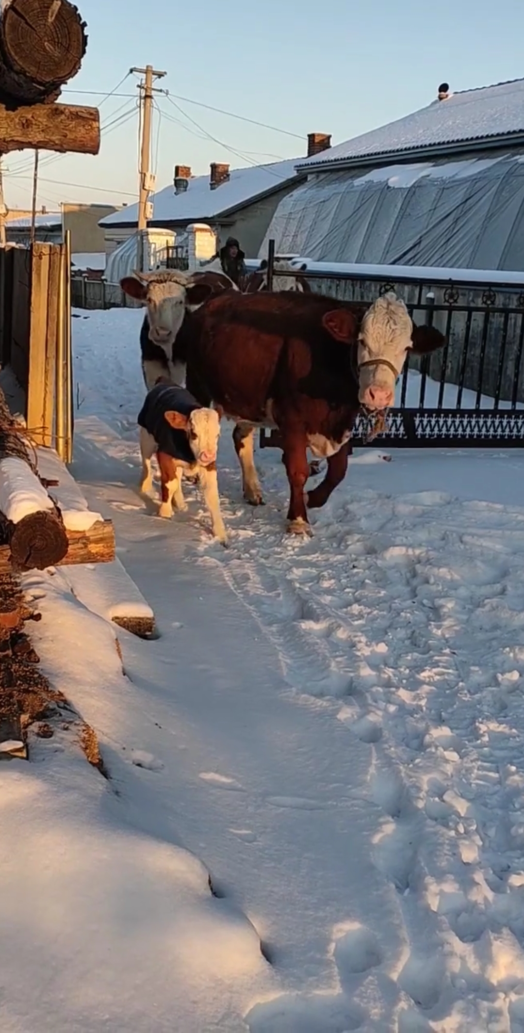 牛宝宝穿上了衣服,这样就不冷了!