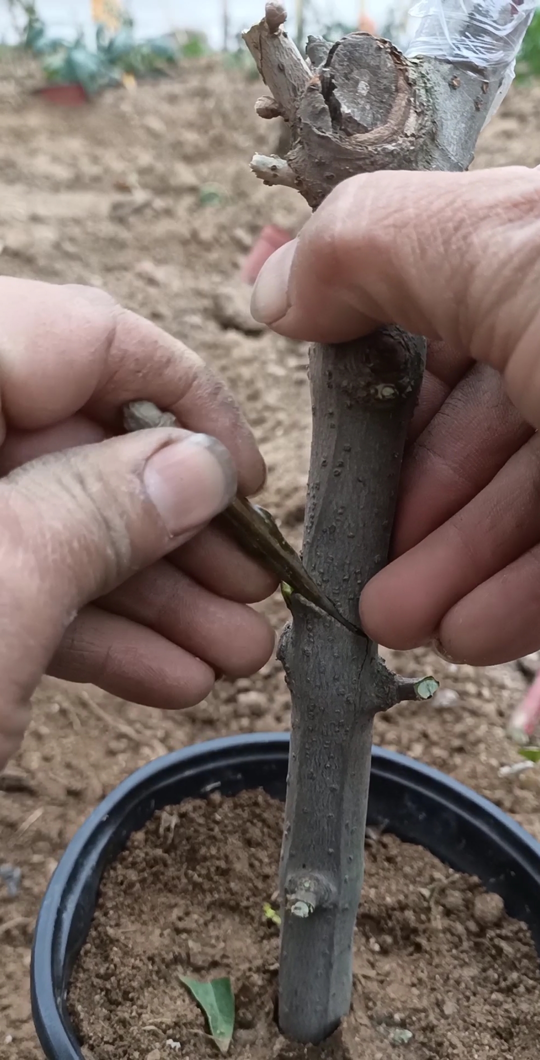 嫁接高手#腹接文玩核桃技术,成活率百分之百