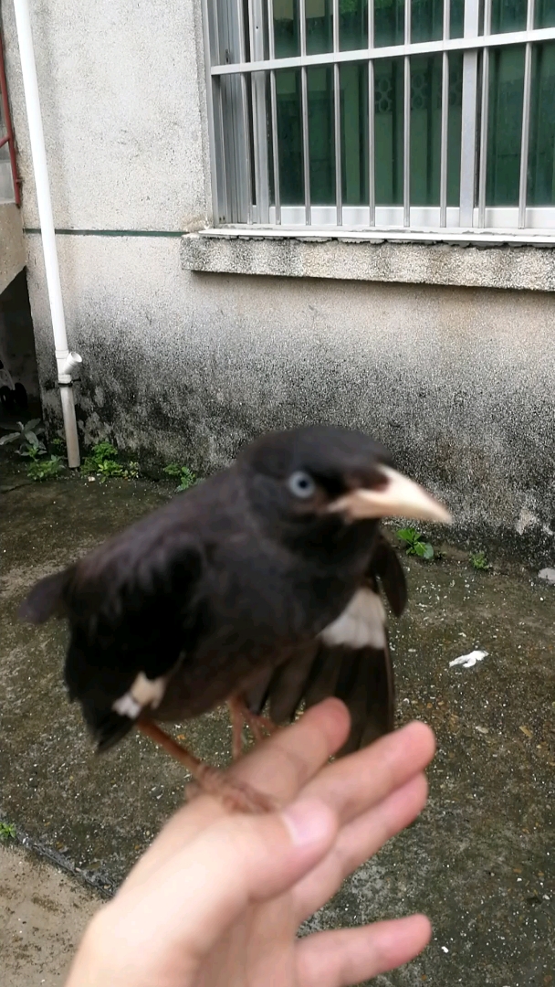 有没有见过当面转喉的八哥