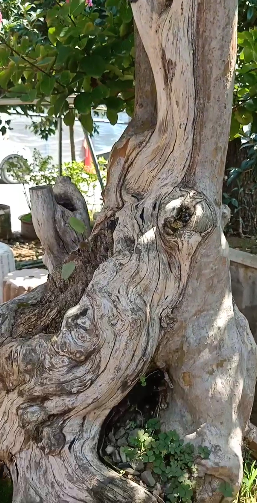 寻找最牛手艺人#百日红嫁接改良品种技术