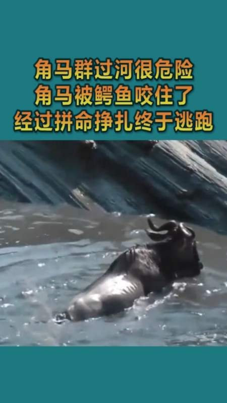 我要上热门#角马群过河很危险,角马被鳄鱼咬住了,经过拼命挣扎终于