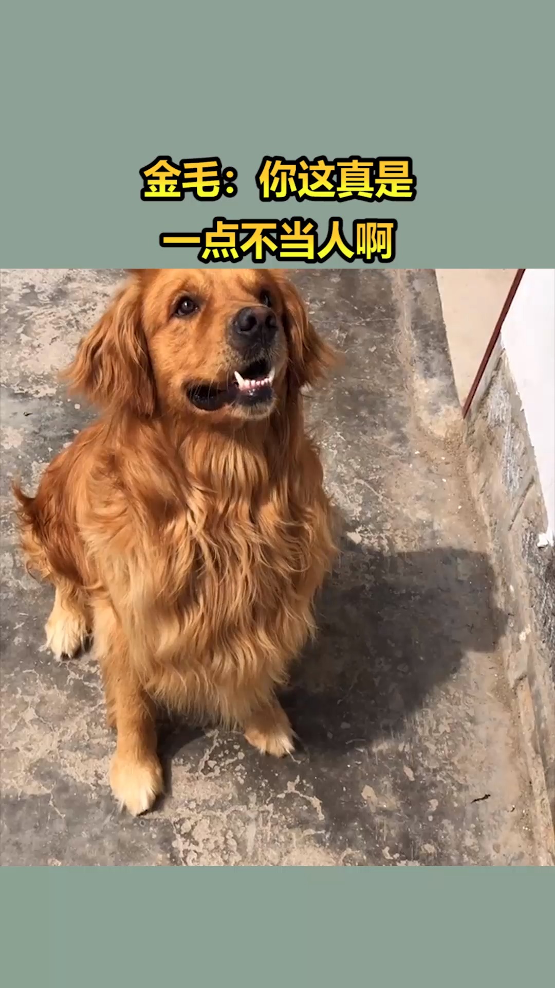 我要上热门金毛你这真是一点不当人啊