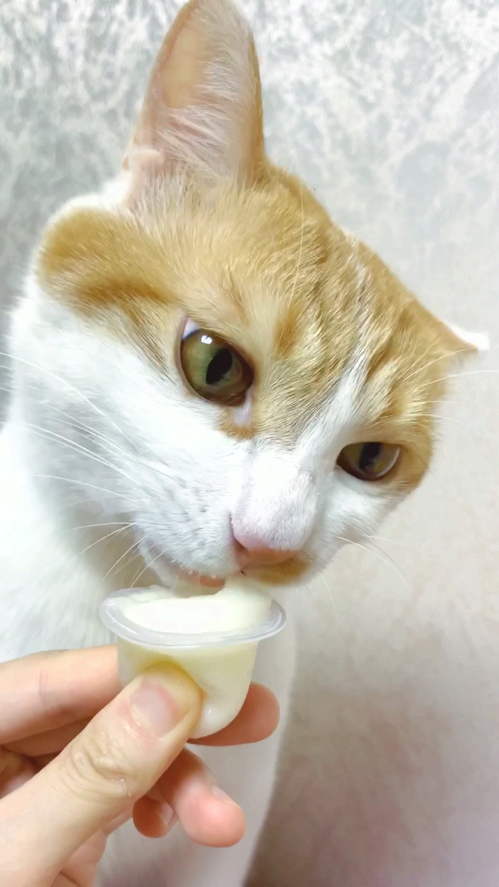 我家猫吃果冻 你家爱吃啥