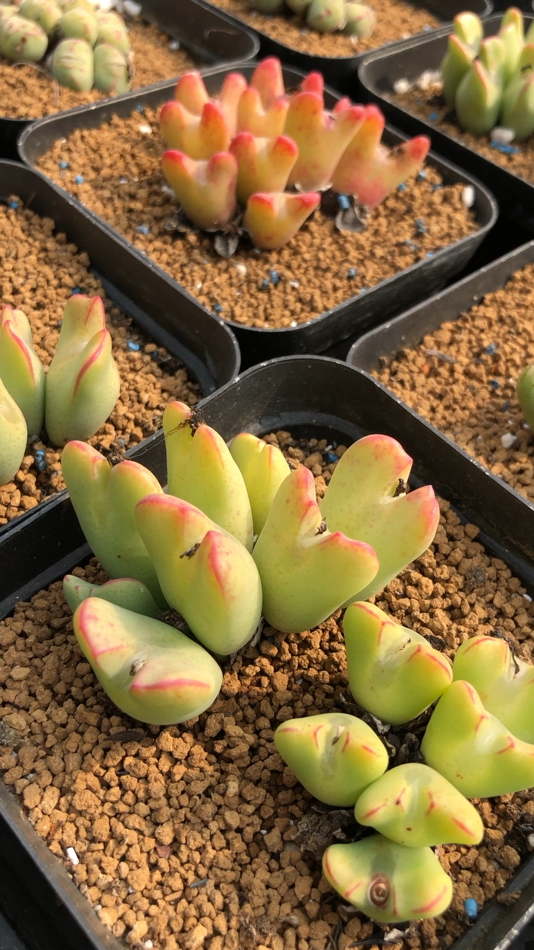 少将肉锥  母本展示