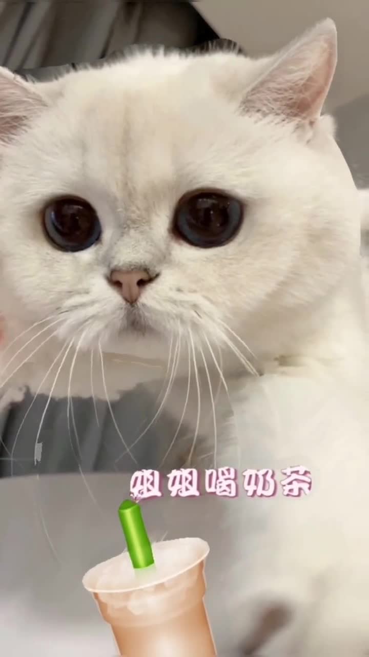 家有猫咪#感受一下3d的晚晚,最后一张放错了