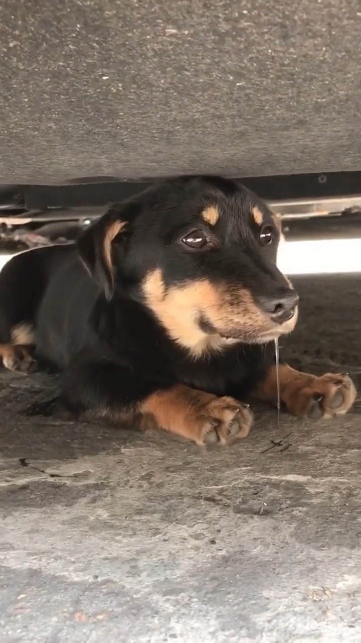 娱乐#饿到流口水的流浪狗,很可怜