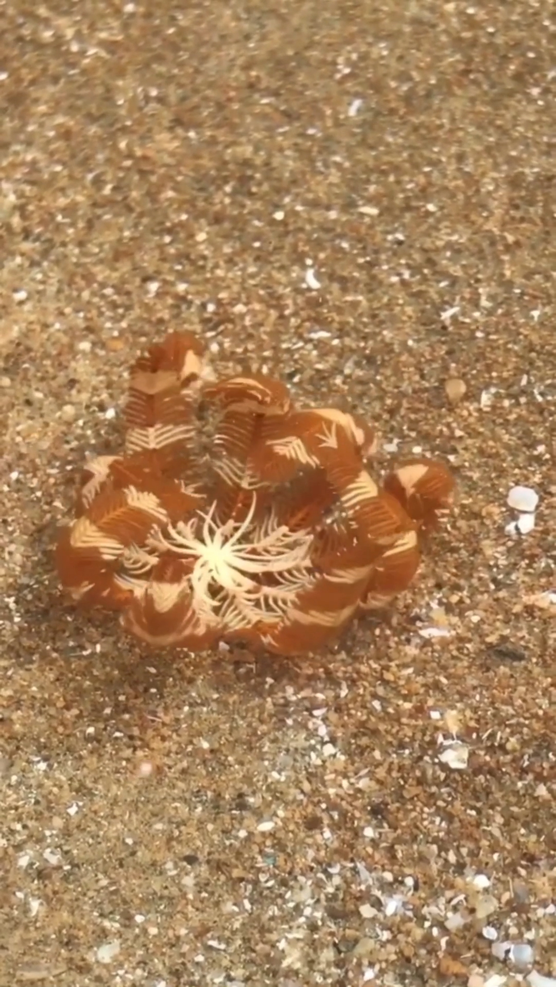 海洋里行走的小生物"海羽毛",漂亮吗?-度小视