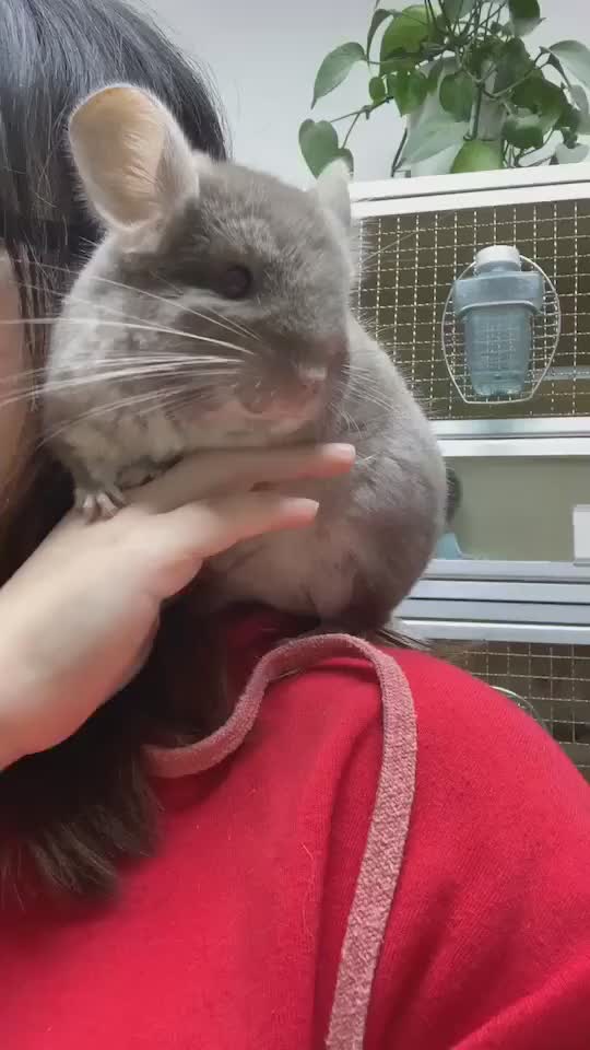 美二代丝绒咖龙猫第一次站肩训练龙猫-全民小视频