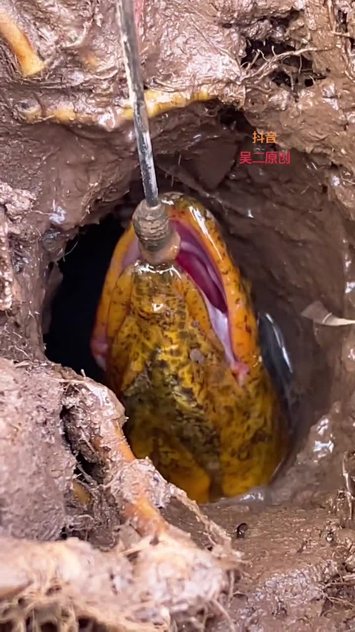 户外钓鳝湖州出现一条36斤的大鳝鱼,这条老货头都长青苔了#热门-度小