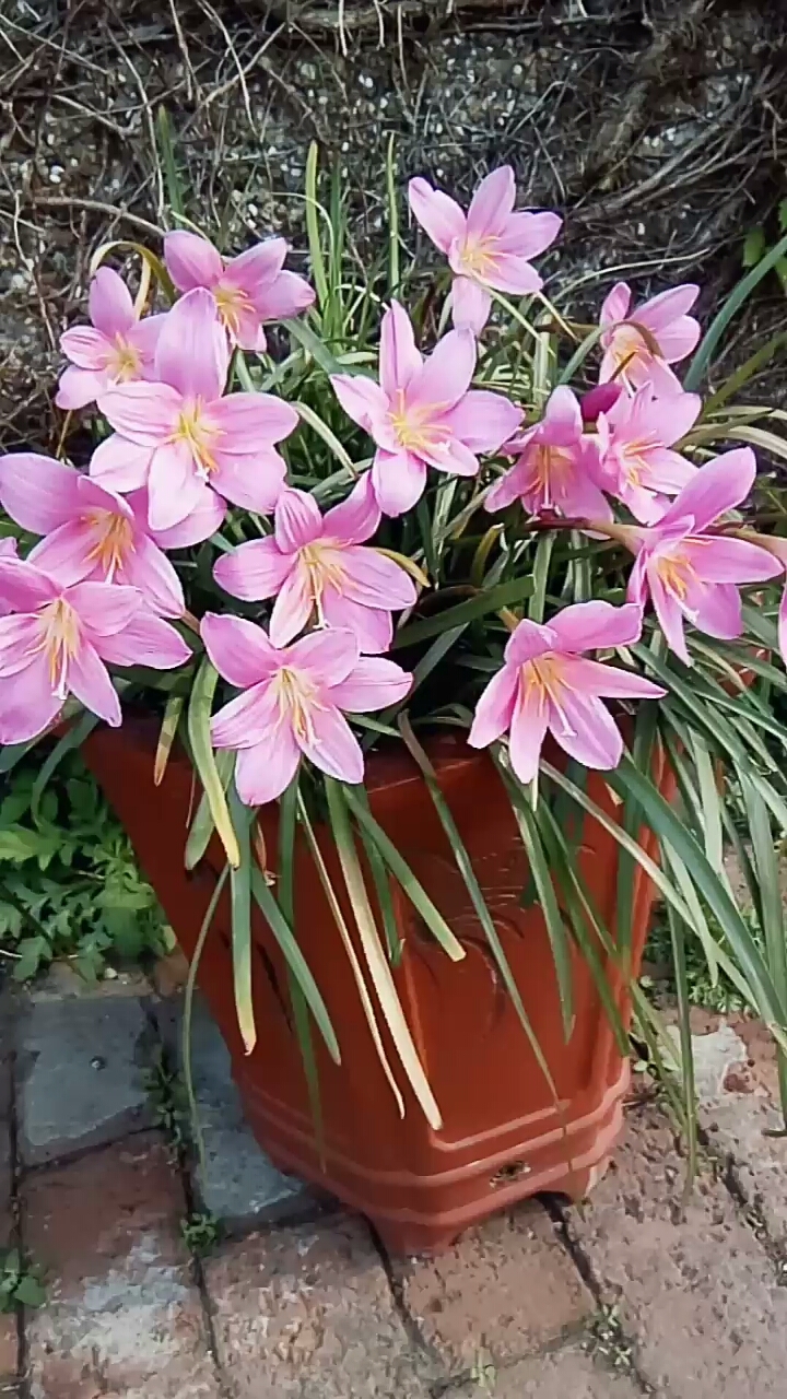 最美丽的花,韭兰花