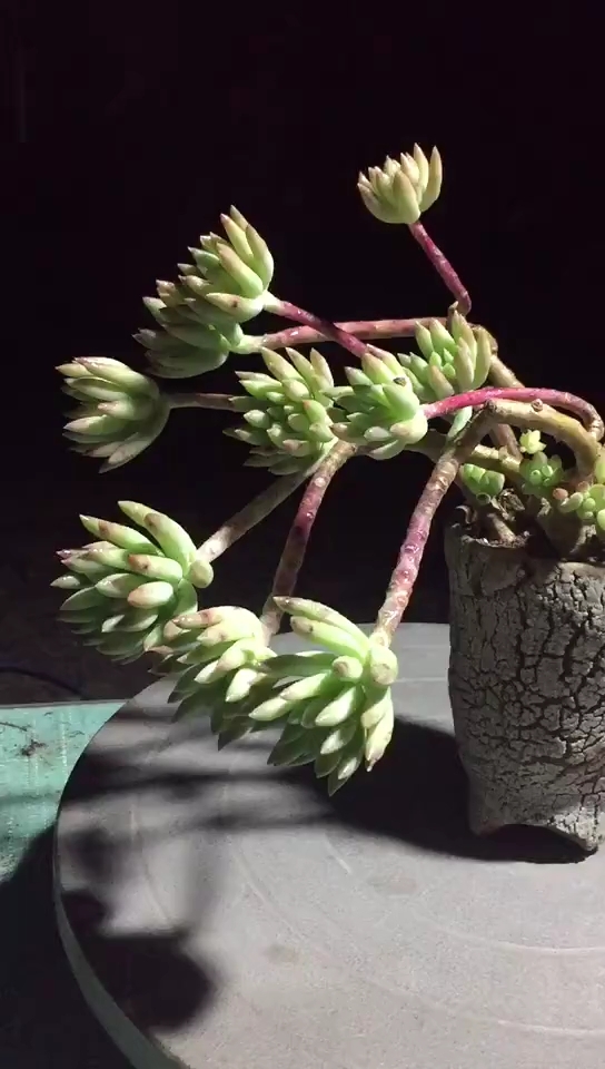 千佛手造型老桩是不是很美