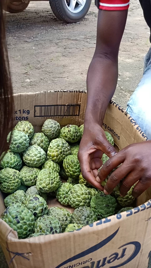 释迦,在非洲是比较便宜的水果一打12个15块人民币(聪明的小贩找富人区