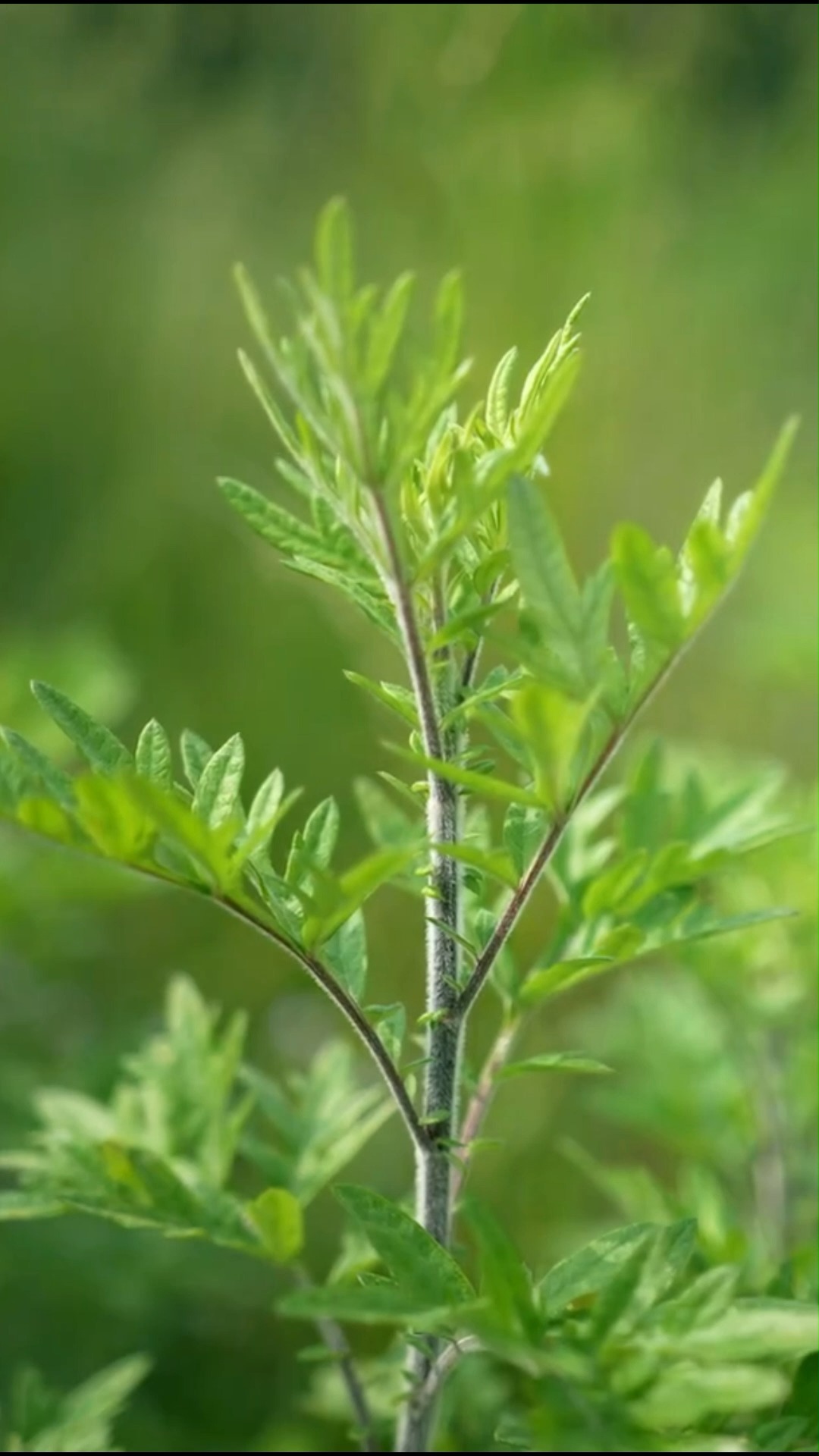 端午节#端午节艾草素材