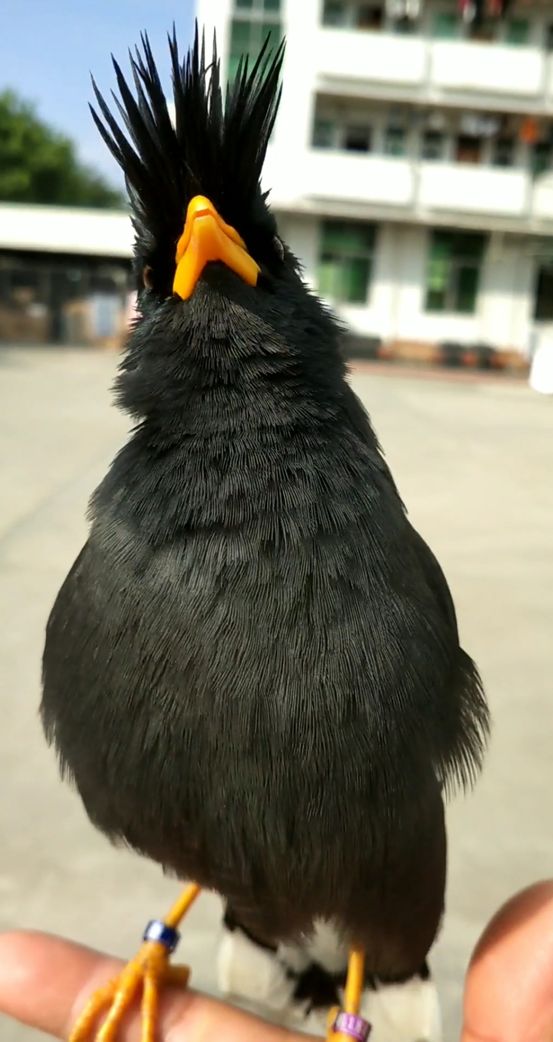 又乖又好玩的林八哥