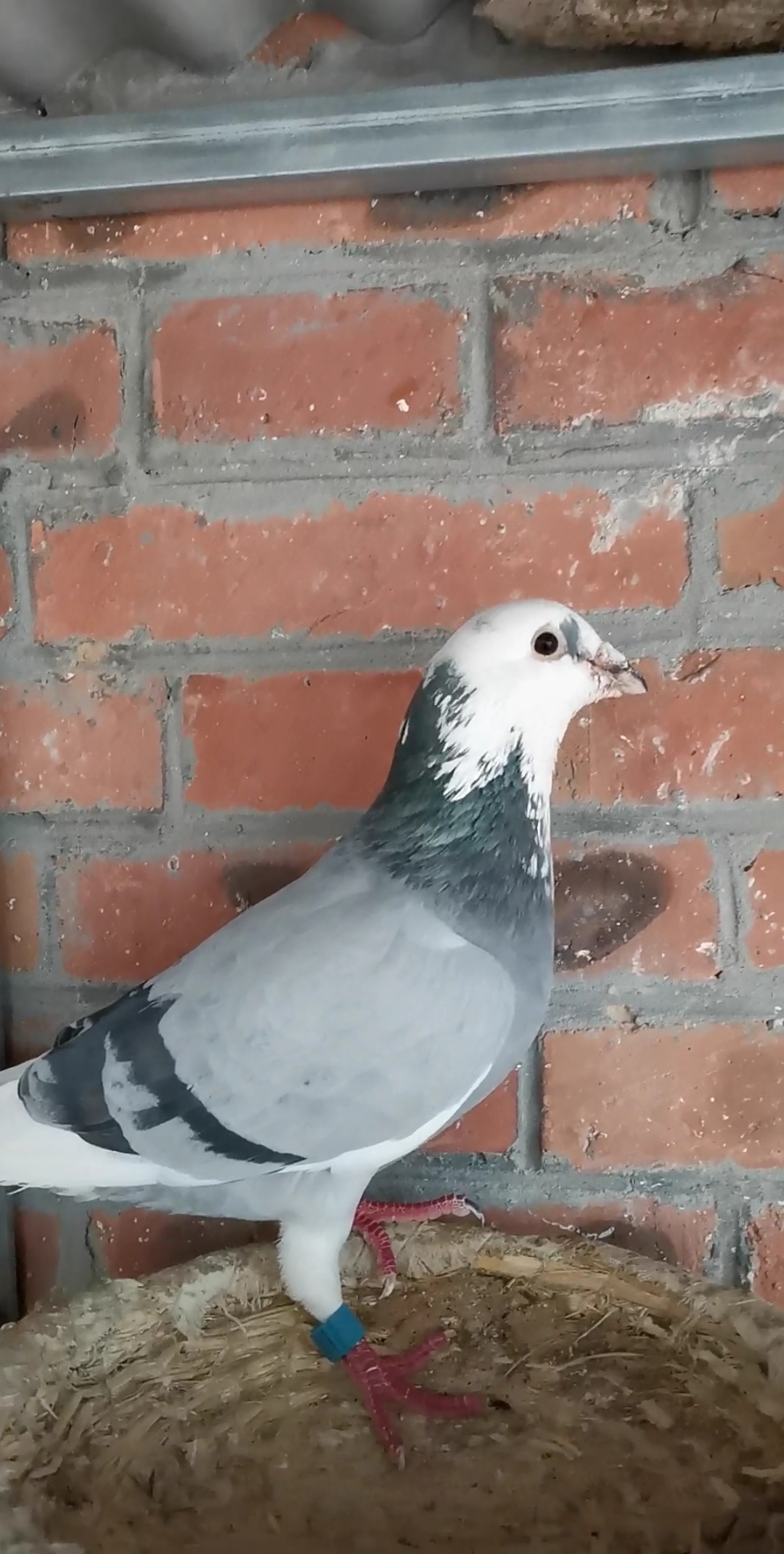 鸽棚信鸽#瓦灰白头白条