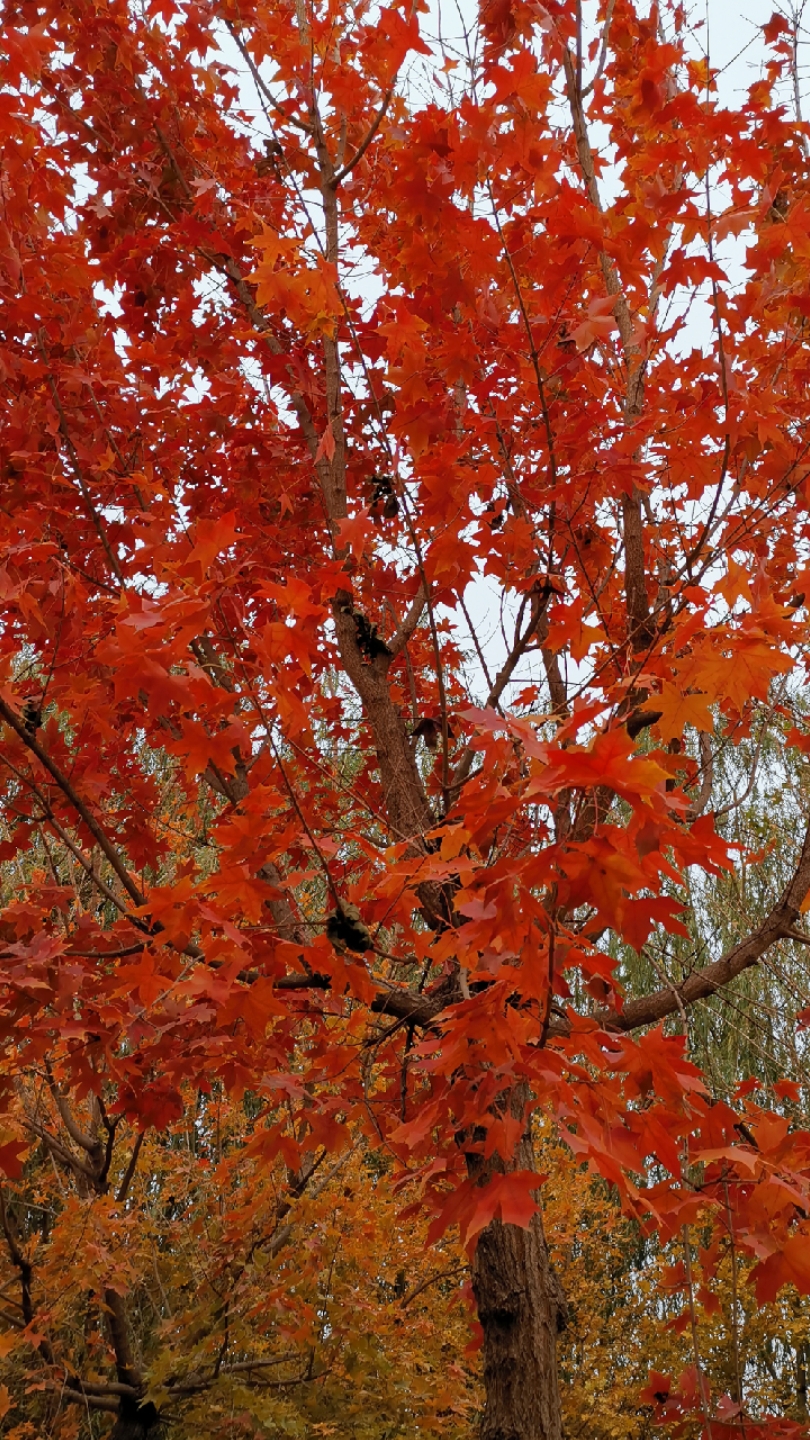 记录我的农村生活#寒风中的红枫叶