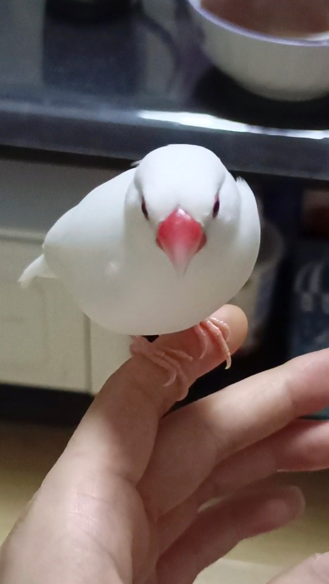 人见人爱的糯米团子白文鸟,羽毛顺滑的好像假的鸟