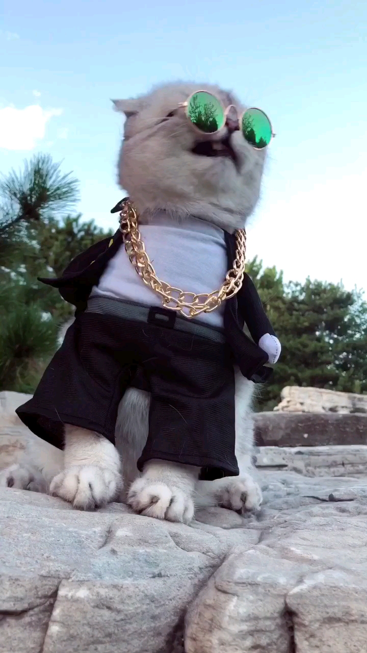 土豪猫咪,你们羡慕吗