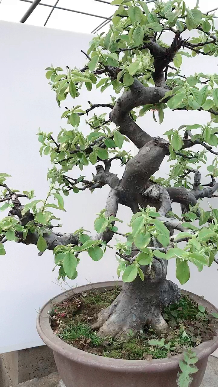 木瓜盆景 开花结果 造型一杆到顶-度小视