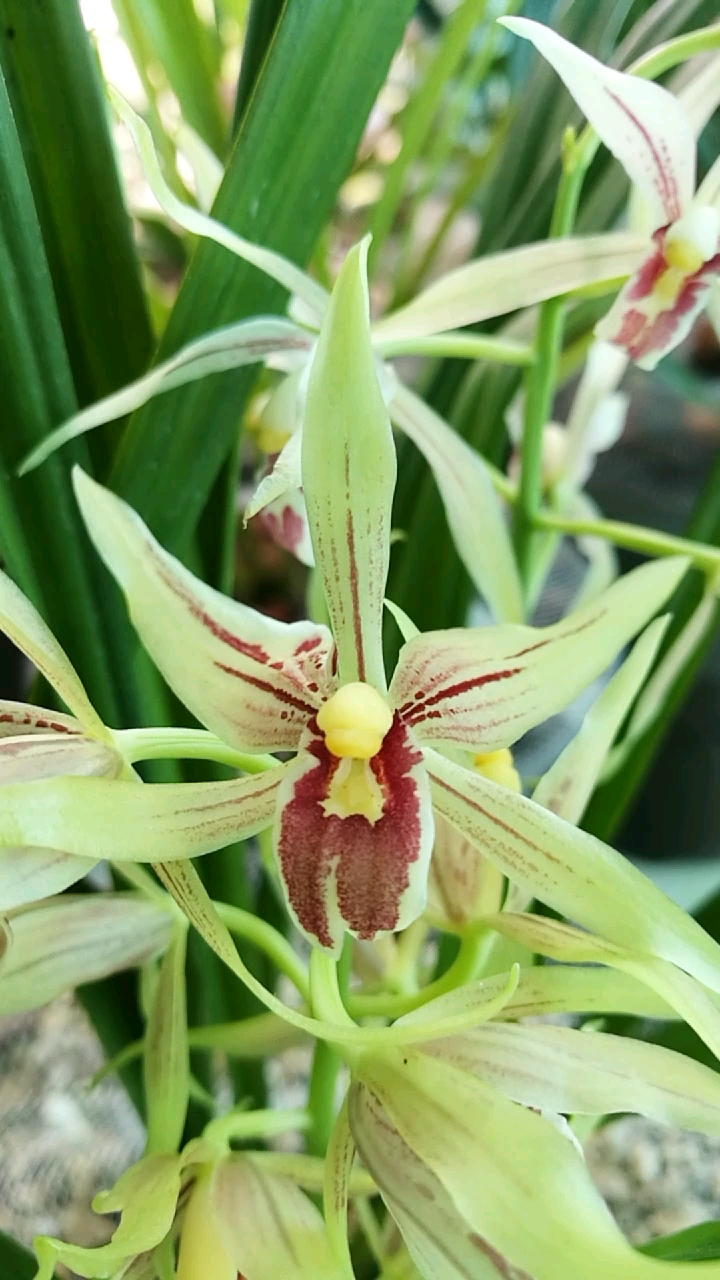 香满兰园下山秋榜两个品种的开品