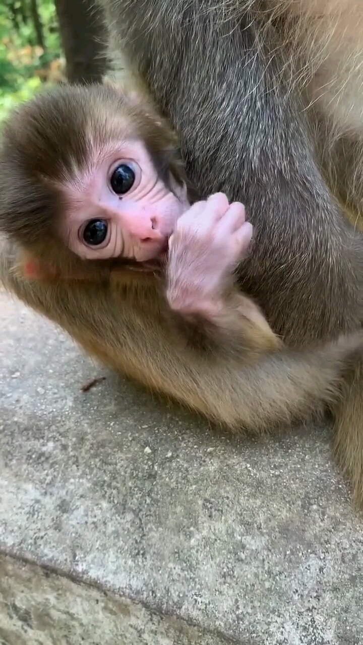 蓝猫返祖现象图片