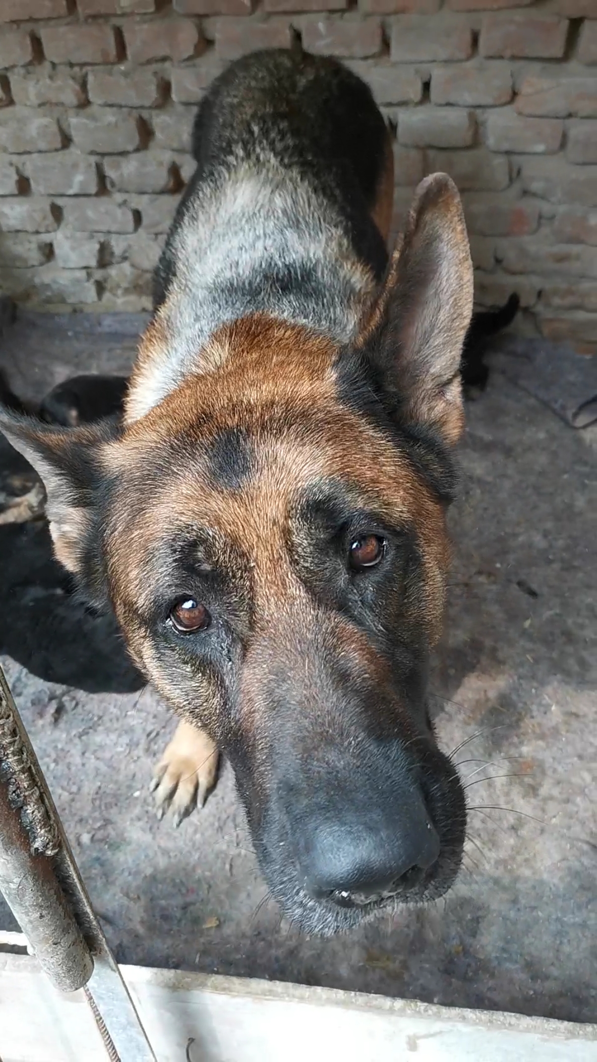 德牧#平背德牧盒它的崽子们