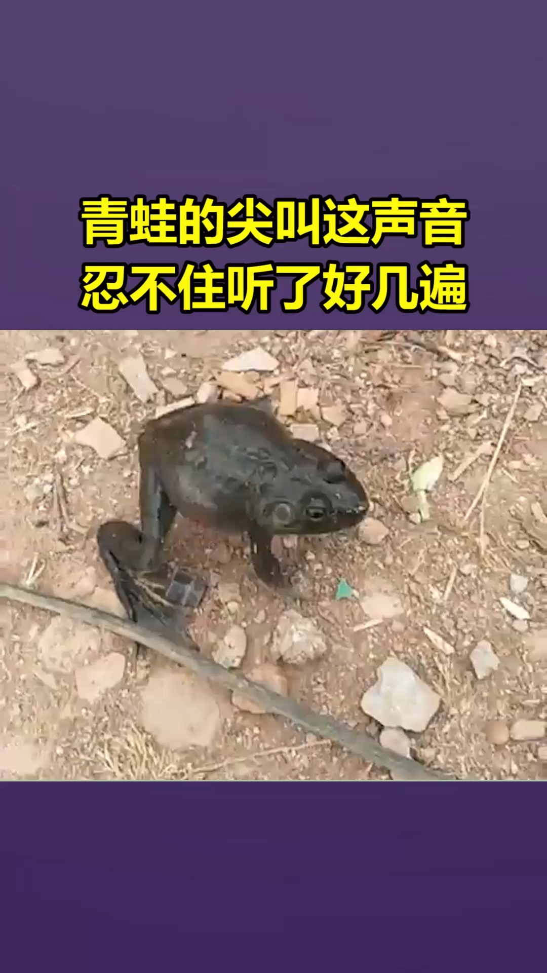 我要上热门#青蛙的尖叫,这声音,忍不住听了好几遍!
