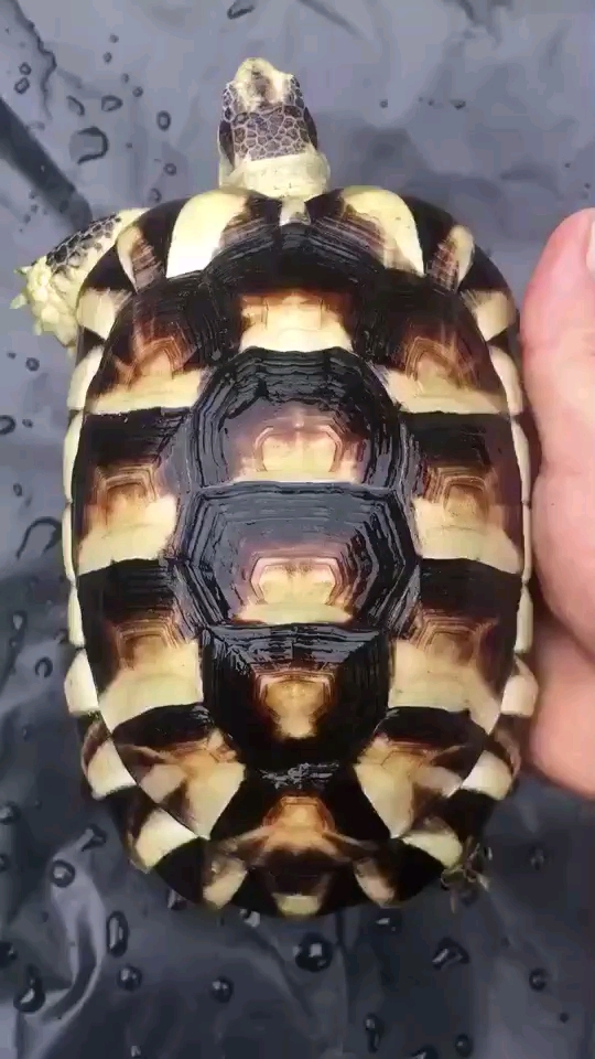 翘缘陆龟,长大会孔雀开屏的陆龟